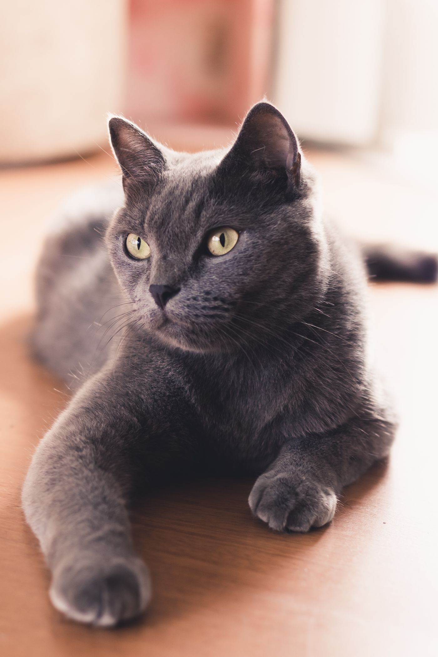 A gray Russian Blue cat with striking green eyes